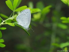 Celastrina argiolus caphis