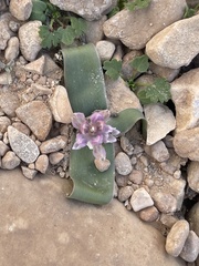 Bellevalia desertorum