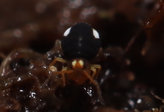 Sminthurinus quadrimaculatus