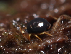 Sminthurinus quadrimaculatus