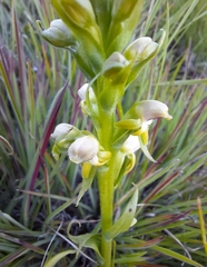 Satyrium microrrhynchum