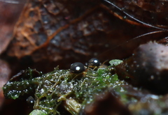 Sminthurinus quadrimaculatus