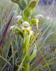 Satyrium microrrhynchum