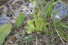 Parnassia parviflora