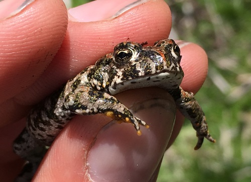 iNaturalist observation photo of Western Toad