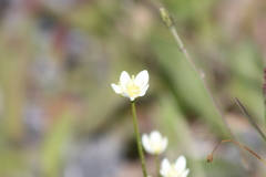 Parnassia parviflora
