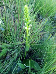 Satyrium microrrhynchum