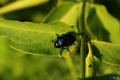 Chrysochus asclepiadeus