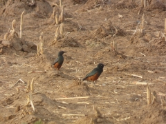 Lamprotornis pulcher