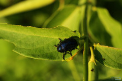 Chrysochus asclepiadeus