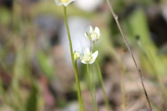 Parnassia parviflora