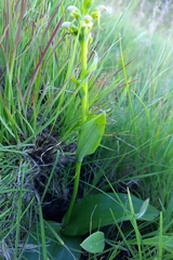 Satyrium microrrhynchum