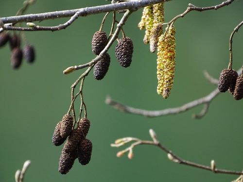 Iberian Alder