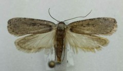 Agonopterix argillacea