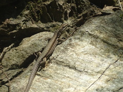 Podarcis muralis