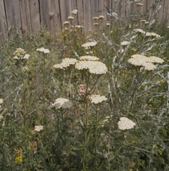 Achillea