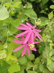 Passiflora reflexiflora