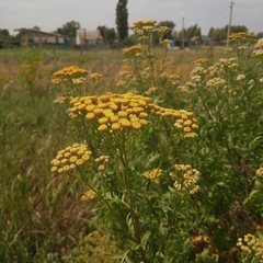 Tanacetum vulgare