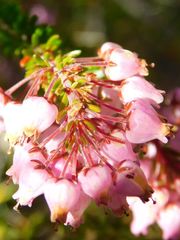 Erica lateralis