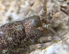 Petrobius maritimus