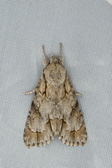 Acronicta intermedia