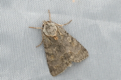 Acronicta omorii