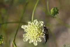Coelioxys conoideus