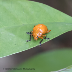 Podontia lutea