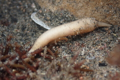 Themiste pyroides