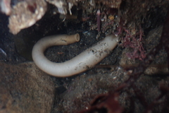 Themiste pyroides