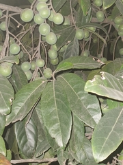 Elaeocarpus angustifolius