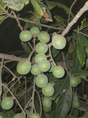 Elaeocarpus angustifolius