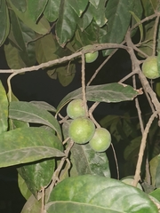 Elaeocarpus angustifolius