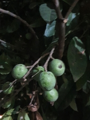 Elaeocarpus angustifolius