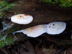 Sarcoporia polyspora