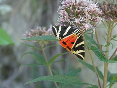 Euplagia quadripunctaria