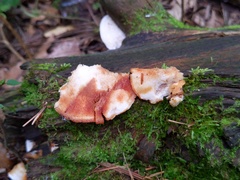 Sarcoporia polyspora