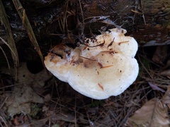 Sarcoporia polyspora