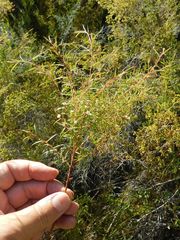 Coleonema calycinum