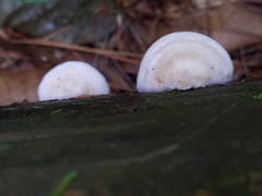 Sarcoporia polyspora