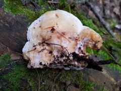 Sarcoporia polyspora