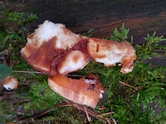 Sarcoporia polyspora