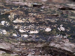 Rosellinia subiculata