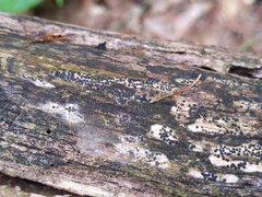 Rosellinia subiculata