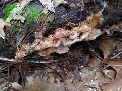 Sarcoporia polyspora