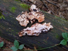 Sarcoporia polyspora