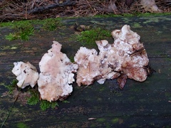 Sarcoporia polyspora