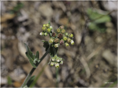 Eschenbachia japonica