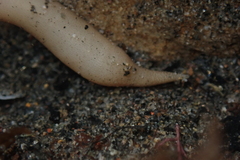 Themiste pyroides