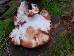 Sarcoporia polyspora